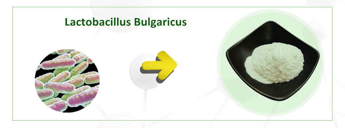 Lactobacillus Bulgaricus Lactobacillus Bulgaricus